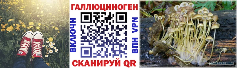 Псилоцибиновые грибы Cubensis  сколько стоит  Бабаево 